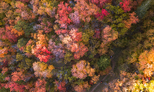 Luftbild eines herbstlichen Waldes mit bunten Baumkronen in Rot-, Orange- und Gelbtönen.