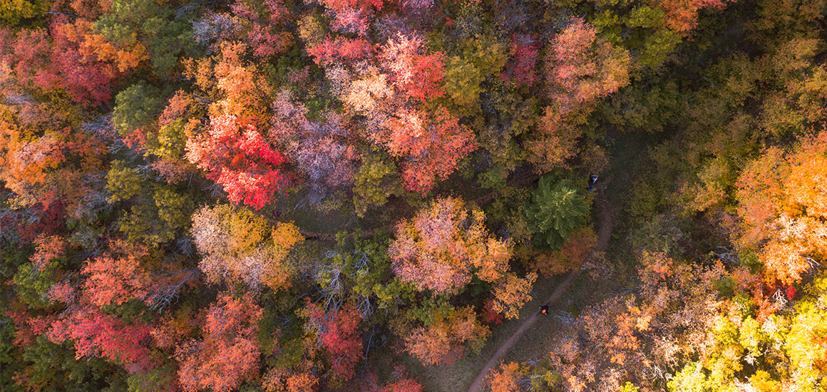 Luftaufnahme eines herbstlichen Waldes im Harz mit bunten Laubbäumen in Rot-, Orange- und Gelbtönen.