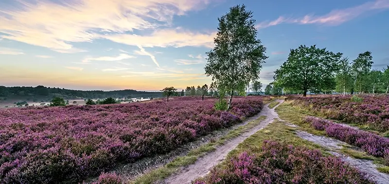 Bild zur Reise: Das Tor zur Lüneburger Heide – Gifhorn