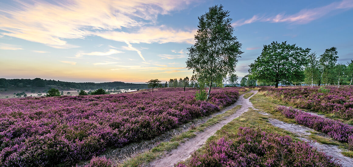 Landschaftsbild der Lüneburger Heide bei Sonnenuntergang mit blühender Heide und einem Pfad, der durch die Landschaft führt.