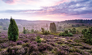 Heidelandschaft in der Morgen Dämmerung