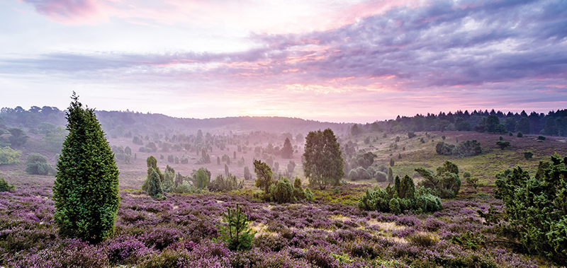 Bild zur Reise: Heideblüte