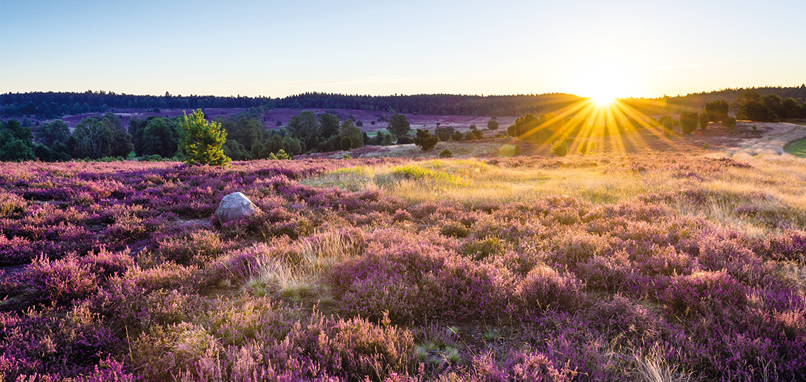 Eine Heidelandschaft in der Lüneburger Heide bei Sonnenuntergang, mit violett blühendem Heidekraut und einem großen Stein im Vordergrund.