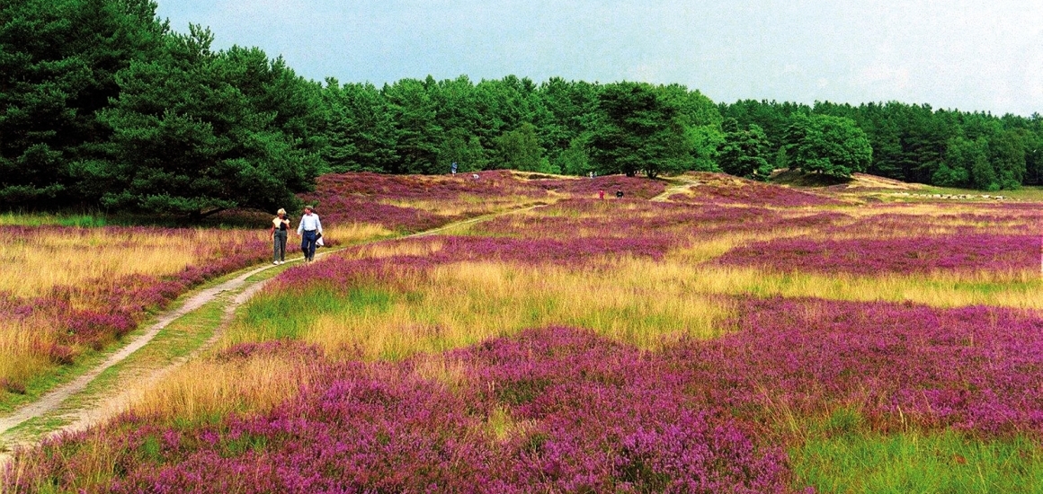 Zwei Personen spazieren auf einem Pfad durch die blühende Heidelandschaft der Lüneburger Heide, umgeben von lila Heidekraut und grünen Bäumen im Hintergrund.