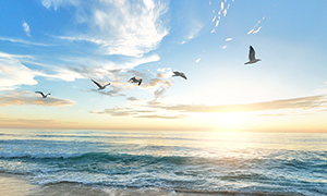 Sonnenaufgang über dem Meer mit fliegenden Vögeln
