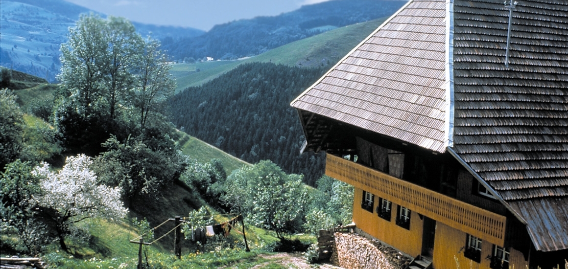 Panoramablick auf die hügelige Landschaft von Chianciano Terme mit Bäumen im Vordergrund.