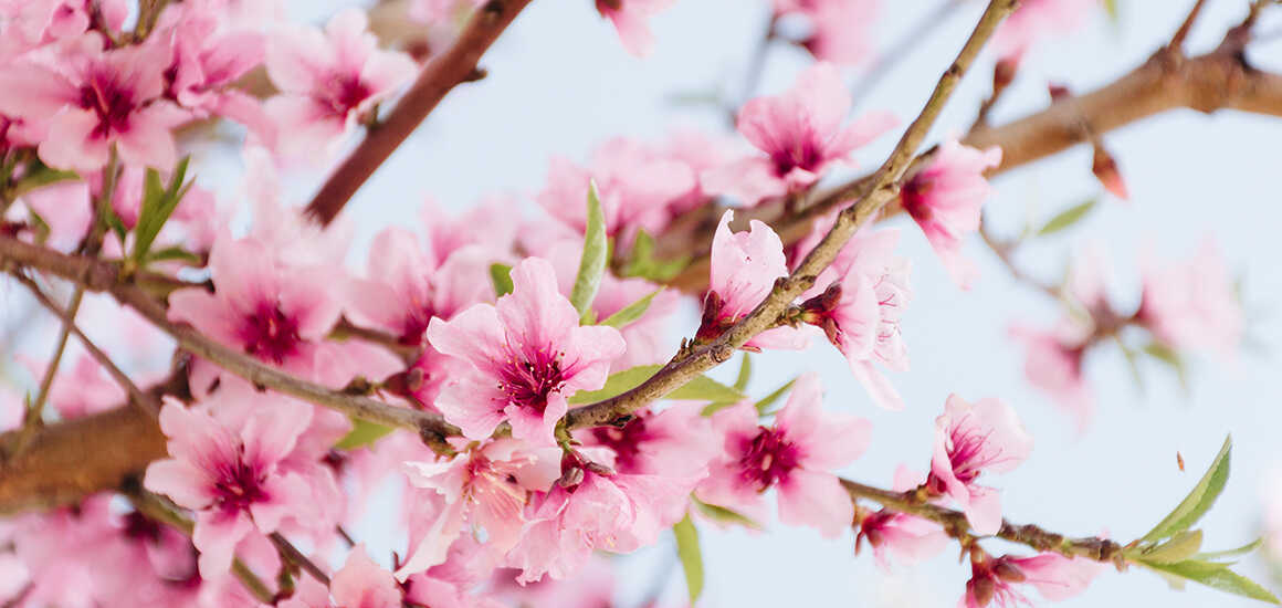 Zur Kirschblüte 