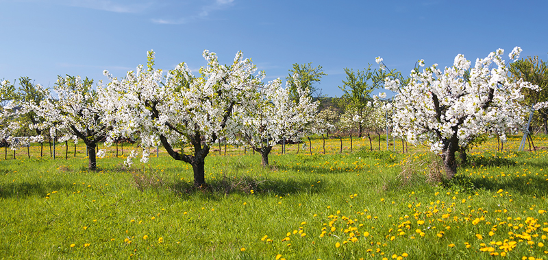 Bild zur Reise: Zur Kirschblüte 