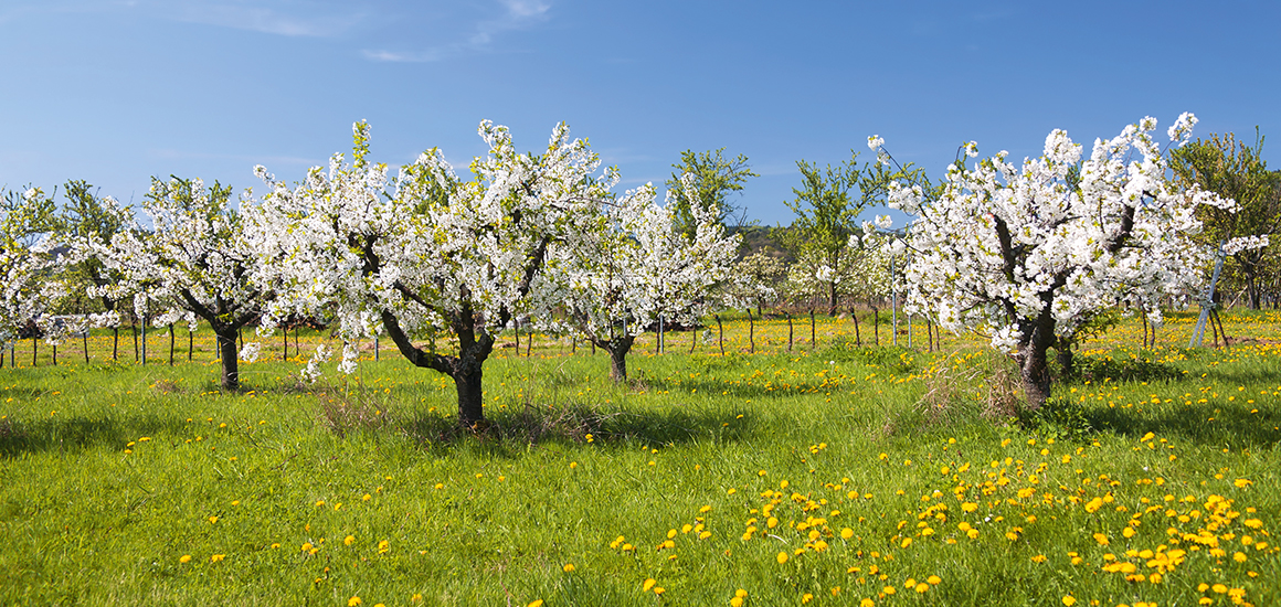 Kirschbäume in voller Blüte auf einer Wiese mit gelben Blumen unter blauem Himmel.