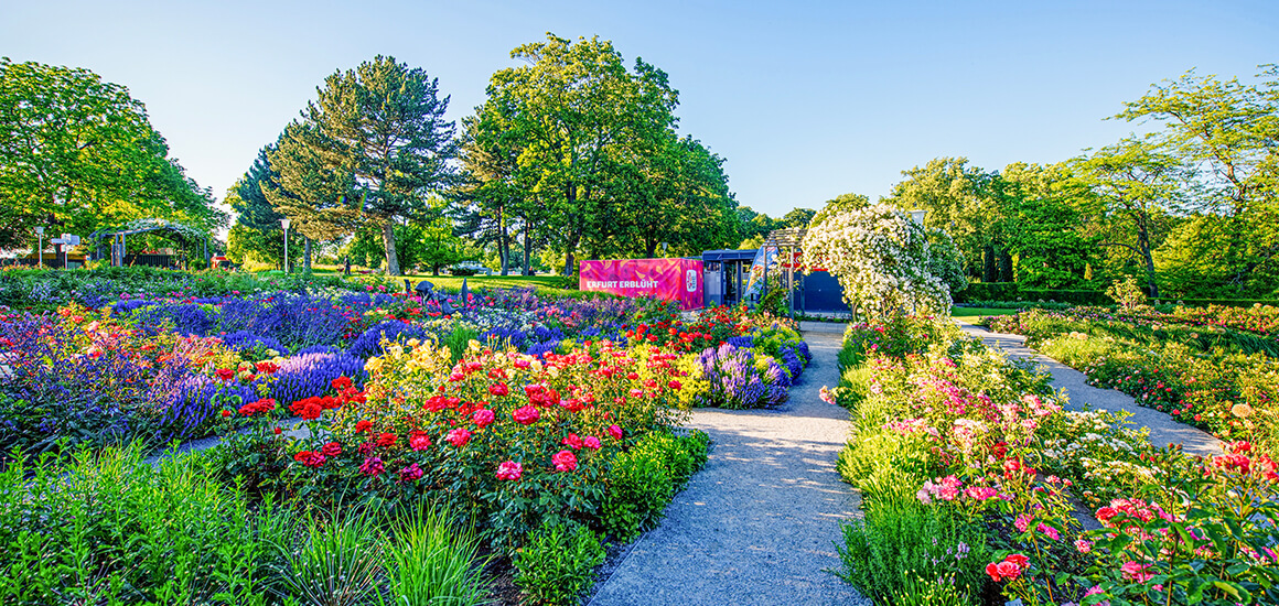 Ein blühender Rosengarten im egapark mit verschiedenen Blumenarten und einem Weg, umgeben von Bäumen und einem blauen Himmel.